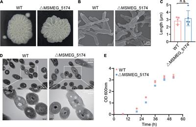 Deficiency of GntR Family Regulator MSMEG_5174 Promotes Mycobacterium smegmatis Resistance to Aminoglycosides via Manipulating Purine Metabolism